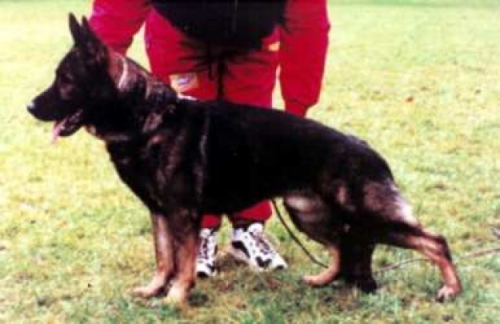 Photo d’archive de Cash vom Karlmitblick